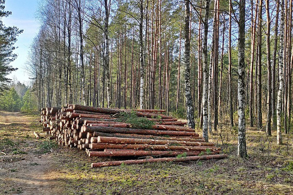 The Benefits of Using Seasoned Hardwood Logs for Your Fireplace