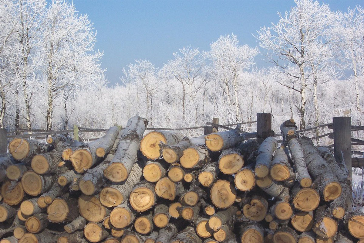 The Growing Demand for Firewood in the UK:
