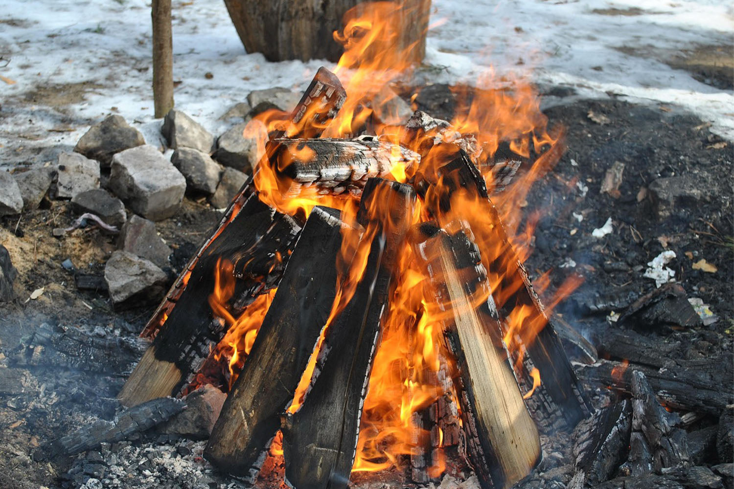 Firewood Logs