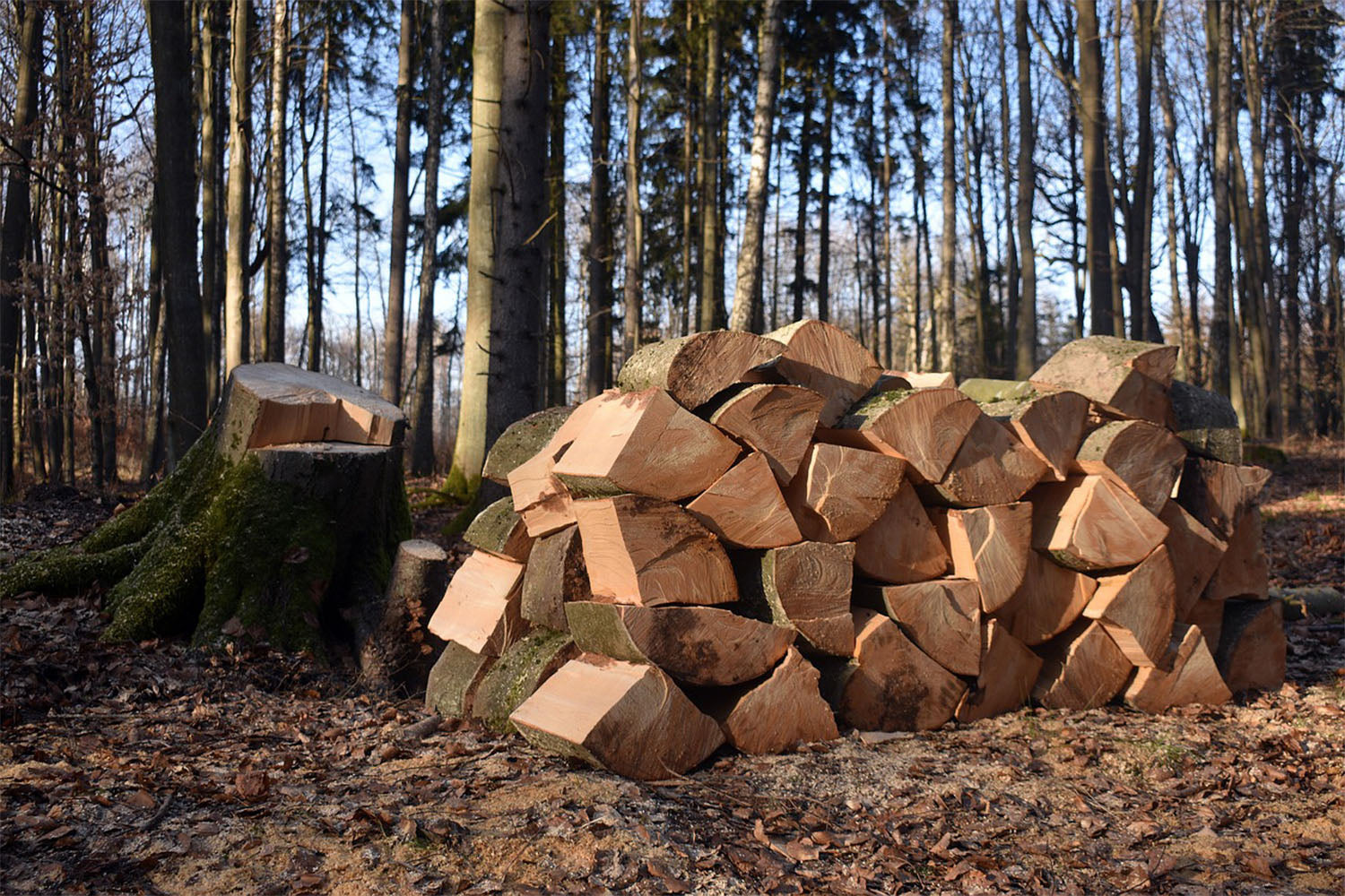 Firewood Logs