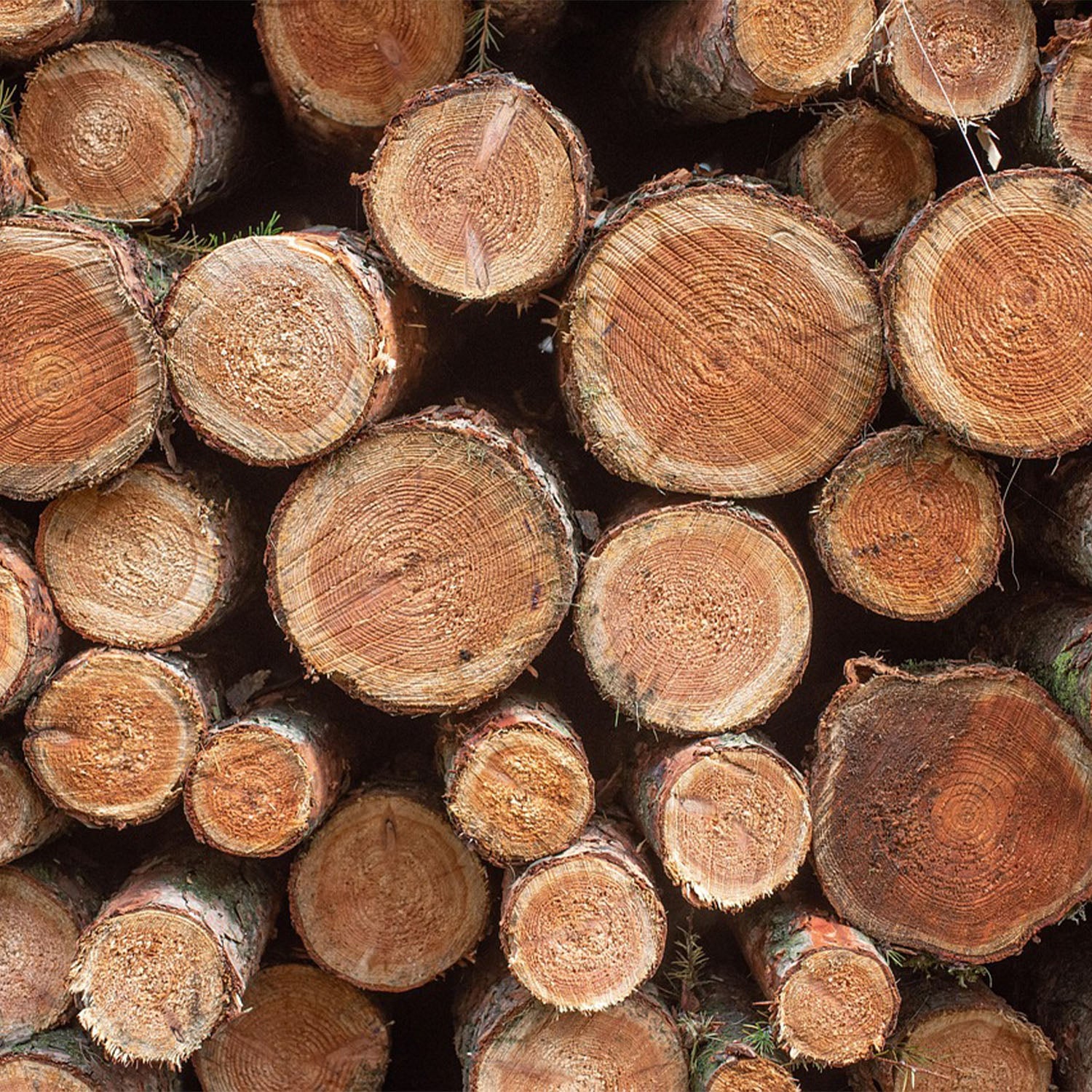 Firewood Rounds