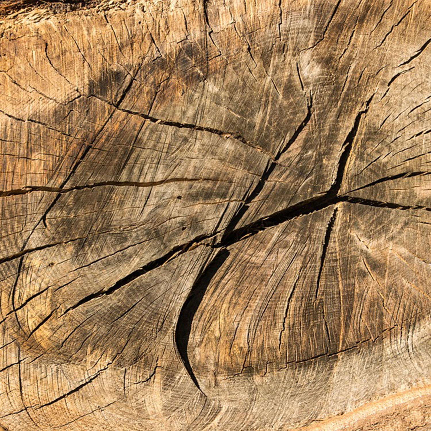 Firewood Logs